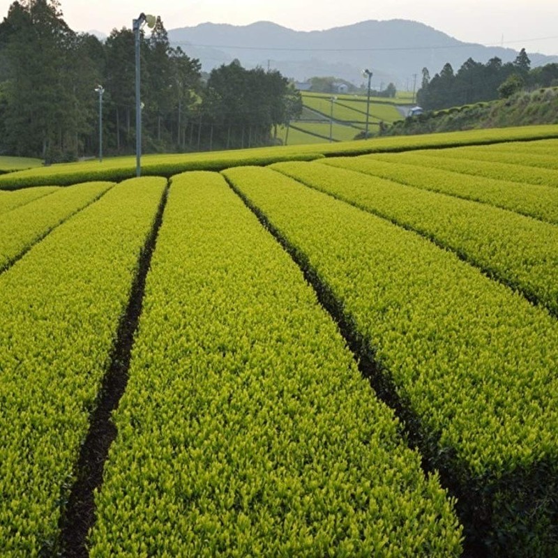 Bando Tea Apple & Chamomile Tea 30 Tea Bag Included