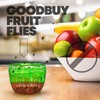 GREENSTRIKE 2-Pack Fruit Fly Traps for Indoors use. 120 Days