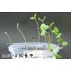 Buckwheat Seeds (15.9 oz (450 g), Made in Hokkaido, Cultivable,