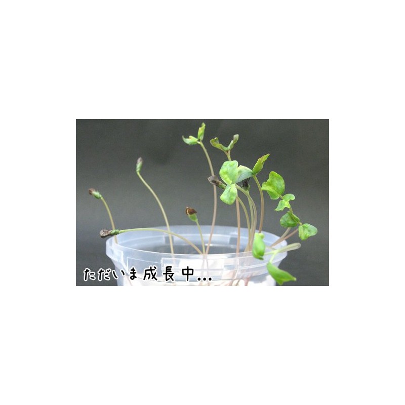 Buckwheat Seeds (15.9 oz (450 g), Made in Hokkaido, Cultivable,