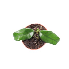 Hoya Globulosa - 4'' from California Tropicals