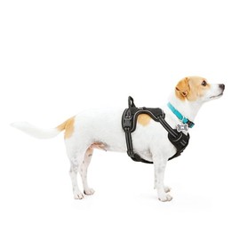 EveryYay Front Walking Reflective Dog Harness, Black, XX-Large/3X-Large