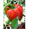 Pepper Sweet Big Red Great Heirloom Vegetable by Seed Kingdom