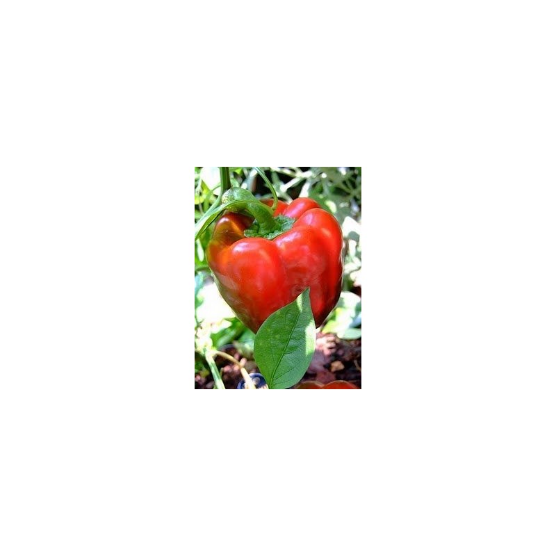 Pepper Sweet Big Red Great Heirloom Vegetable by Seed Kingdom