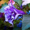 Buy Rare Seeds Datura metel Triple Purple | 20_Seeds
