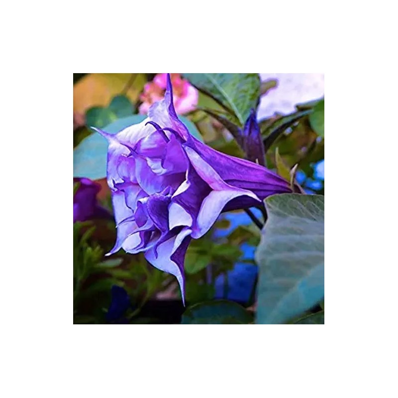 Buy Rare Seeds Datura metel Triple Purple | 20_Seeds