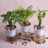 SigMntun Polished Stone Set - 200 pcs Tumbled Stones and