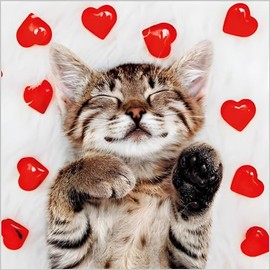 Birthday/Blank Greeting Card For Her - Female - Cat and Love Hearts - Cute Photographic Design - General Card Suitable for Any Occasion - Made in the UK - Eco-Friendly