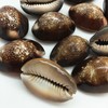 PEPPERLONELY 12PC Serpent's Head Cowrie Sea Shells, Cyprae Caputserpentis Shells,