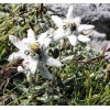 500 Leontopodium alpinum Seeds - Edelweiss Seeds