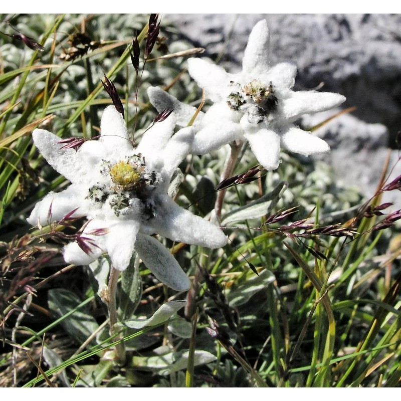 500 Leontopodium alpinum Seeds - Edelweiss Seeds