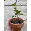 Bonsaisteve Quercus wislizeni seedling, Interior Live Oak, California Evergreen Oaks
