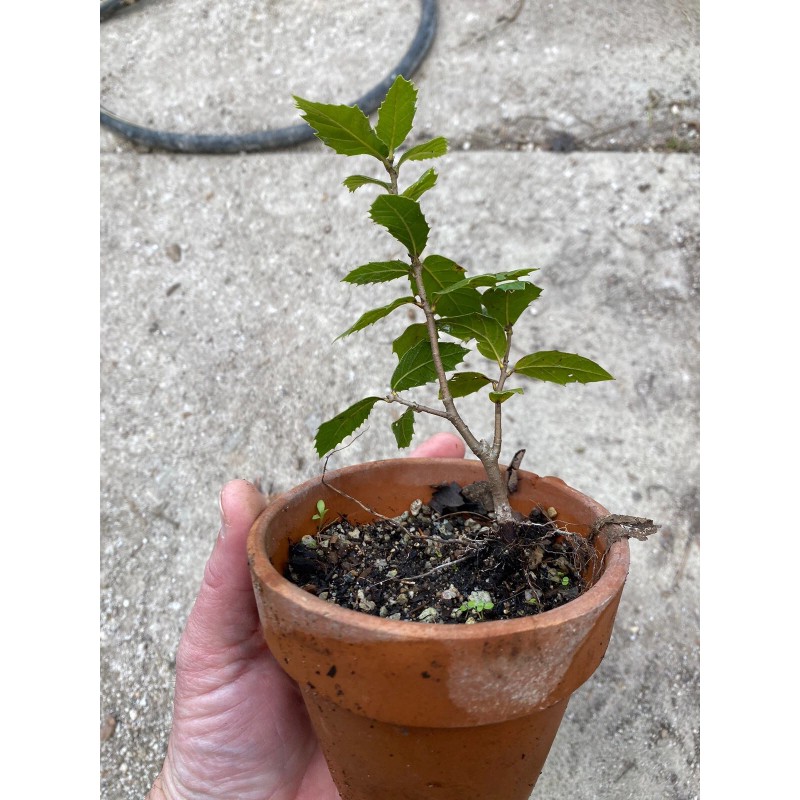 Bonsaisteve Quercus wislizeni seedling, Interior Live Oak, California Evergreen Oaks