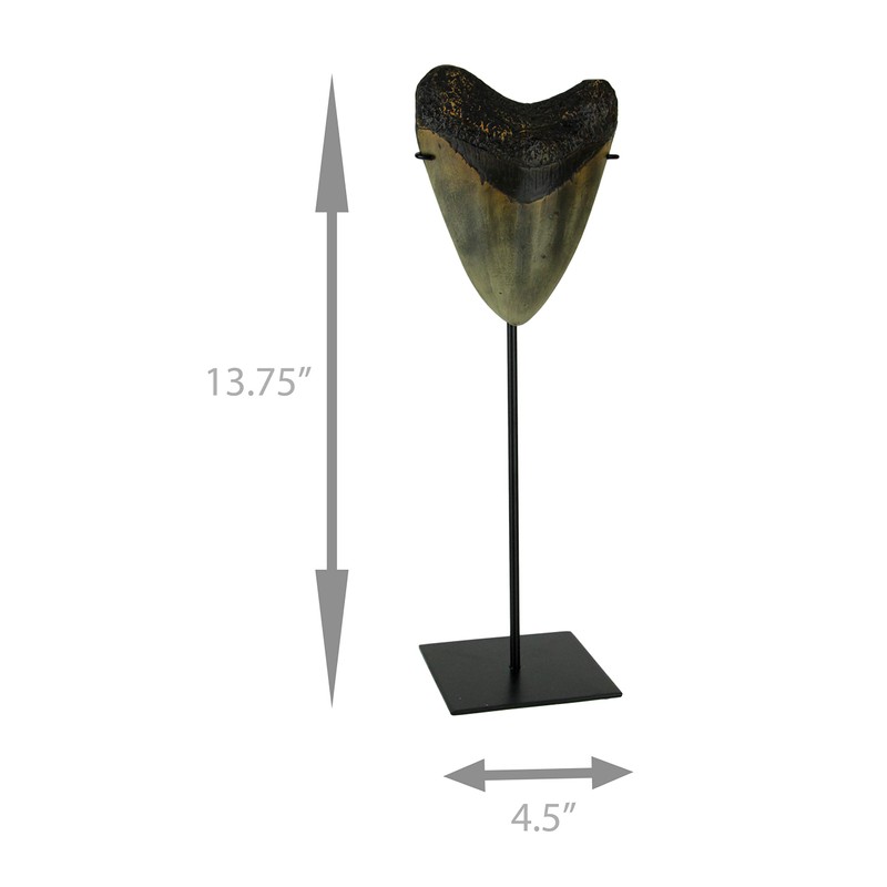 CONTRAST LIVING Mounted Giant 6 Inch Megalodon Shark Tooth Fossil