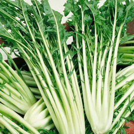 Catalogna Emerald Endive Seeds Attractive, Deeply-Cut, Emerald Green Leaves Mild, Slightly Bitter Flavor Culinary Uses Good Source of Dietary Fiber, Vitamins, and Minerals 1000Pcs by YEGAOL Garden