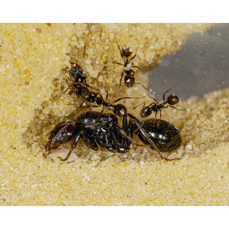 AntHouse Natural Sand Ant Farm Acrylic T Kit 15 x