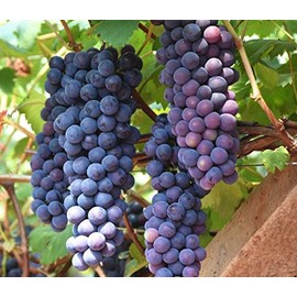 30+ Thompson Grape Seeds Vine Plant Sweet Excellent Flavored Green Grape