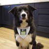 Large 'Floppy Disk' Dog/Cat/Pet Bandana (PD00059628)