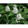 Live plant Catalpa speciosa , 2 year old 2-3 ft