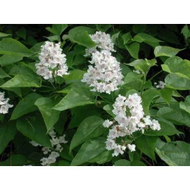 Live plant Catalpa speciosa , 2 year old 2-3 ft tall ,Northern catalpa, Cigar tree Bareroot