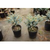 Conifer Kingdom Picea pungens 'Glauca Globosa' - Colorado Spruce *Live