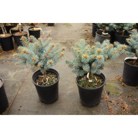 Conifer Kingdom Picea pungens 'Glauca Globosa' - Colorado Spruce *Live Plant - #1 Container
