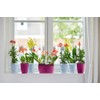elho Brussels Orchid High 12.5 - Flower Pot for Indoor