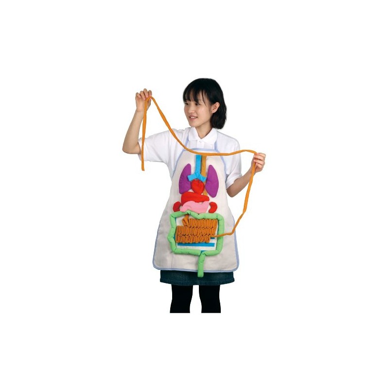 Anatomy Apron