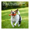 Rodillera Para Perros Rodillera Acl Para Perros Rodillera Pr Negro