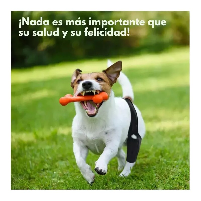 Rodillera Para Perros Rodillera Acl Para Perros Rodillera Pr Negro