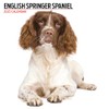 English Springer Spaniel 2025 Modern Calendar