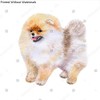 Poster Reproduction of Watercolor closeup portrait of Pomeranian dog isolated