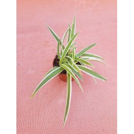 Live Spider Plant in 2" Pot - Easy Growth - Air Purifying House Plant