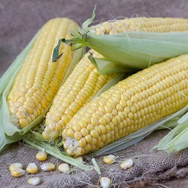MySeeds.Co Honey Select Hybrid, Yellow Sweet Corn (Zea mays) Corn Seeds, Triple Sweet - 1 oz (~ 150 Seeds)