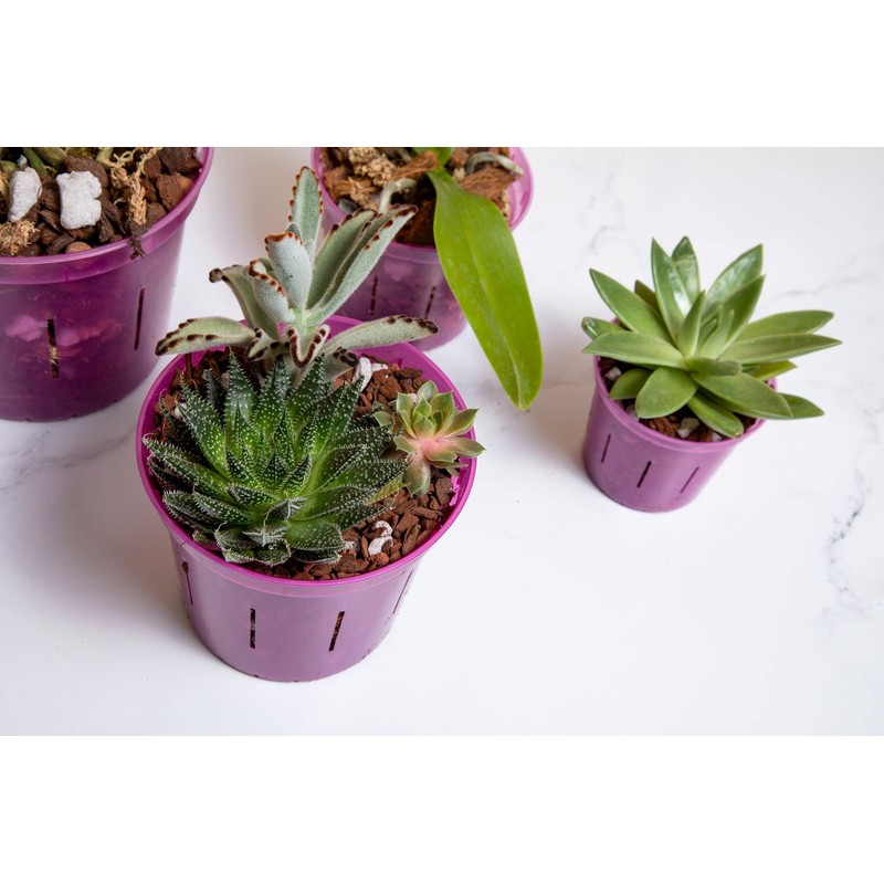 rePotme Orchid Pot - 6 inch Slotted Clear Orchid Pots