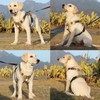 MESVIER Arnés para Perro Mediano Grande Pequeño con Correa 1.5m,