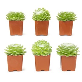 Altman Plants, Succulents Plants Live, 2" Sempervivum Cobweb Buttons 6-Pack, Outdoor Garden Decor, Succulent Plant Kit, Live Succulents Plants, Terrarium Live Plants Indoor Plants Live Houseplants
