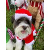 Midlee Dog Santa Claus Costume (X-Large)