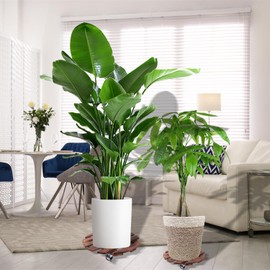 2 Pack 12" Plant Caddy with Wheels, Rolling Plant Stand 220 LB Heavy Duty Wooden Round Plant Dolly with Metal 360° Lockable Caster Wheels for Outdoor Indoor Large Plant Pots, Flower Pot, Patio