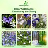 Outsidepride Carpatica Mix Bellflower Seeds for Planting - 5000 Pcs