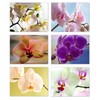 Small World Greetings Orchid Flower Note Cards 12 Count -