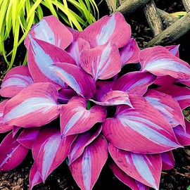 Hosta Elegans 100 Seeds, Hosta Sieboldiana, Giant Blue-Green Foliage, Heart-Shaped Leaves, Shade-Loving Perennial for Garden & Landscaping