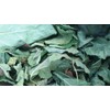 85g /3 0z FIG Leaf Cut Leaves Detox FICUS CARICA