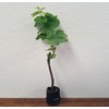 Generic Thompson Seedless Table Grapes - one Year Old Potted