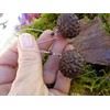 ⊱✿ EXOTISCHE BAUMNUSS OHRRINGE IN DUNKELBRAUN✿⊰⊹ lange Kidney - Haken