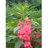 Seeds4planting - Seeds Balsam Garden Mix Touch-Me-Not Hanging Annual Flower