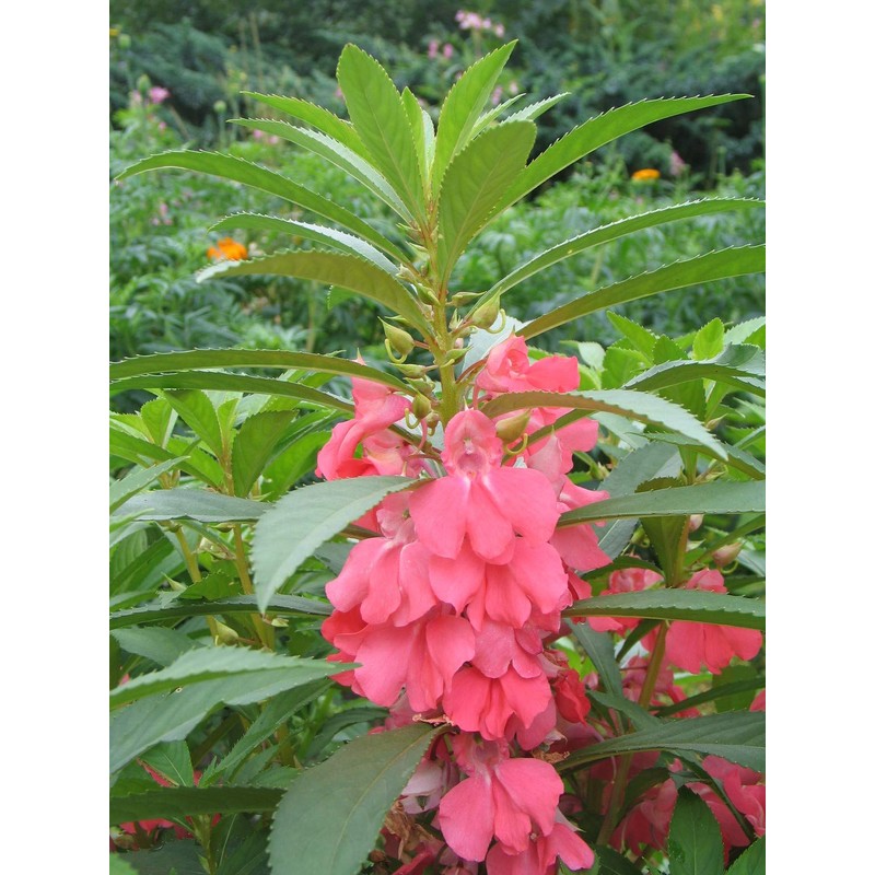 Seeds4planting - Seeds Balsam Garden Mix Touch-Me-Not Hanging Annual Flower