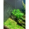 15x Dwarf Sagittaria Subulata Dwarf Sag Easy Live Aquarium Plants