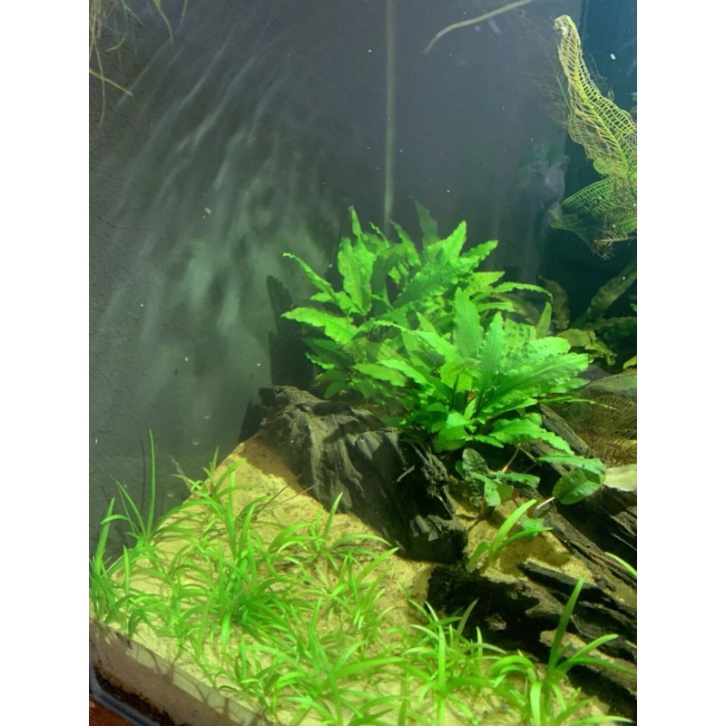 15x Dwarf Sagittaria Subulata Dwarf Sag Easy Live Aquarium Plants