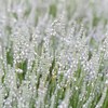 Outsidepride Ellagance Snow Lavender Seeds - 50 Pcs Perennial, Drought-Tolerant